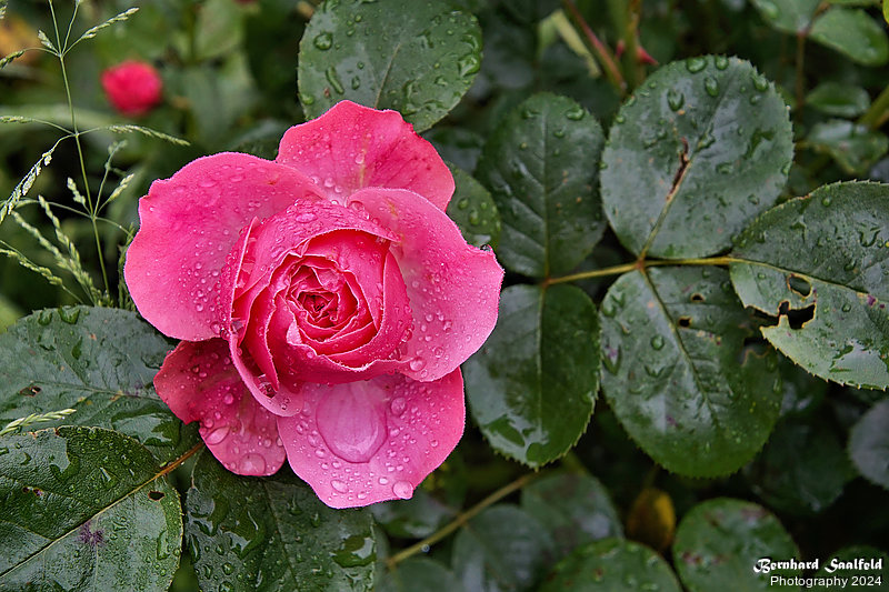 Bernhard Saalfeld - Gartenrose 2024 (1v9)